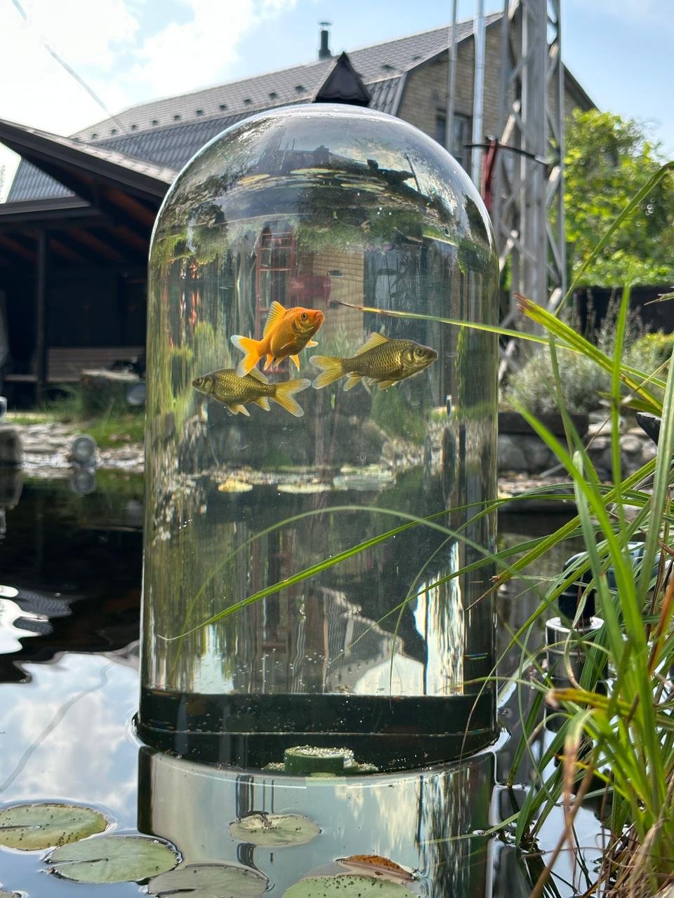 small golden carps swimming in the garden pond dome