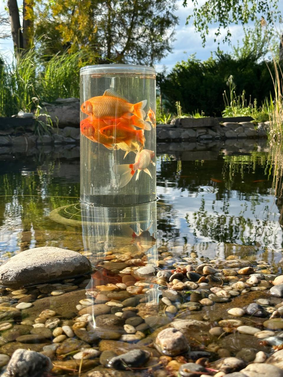 FishView - Image 4