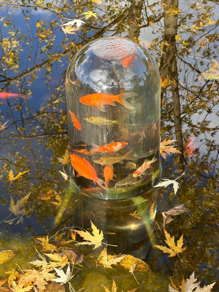 Goldfish swimming in a FishView dome in a pond with autumn leaves