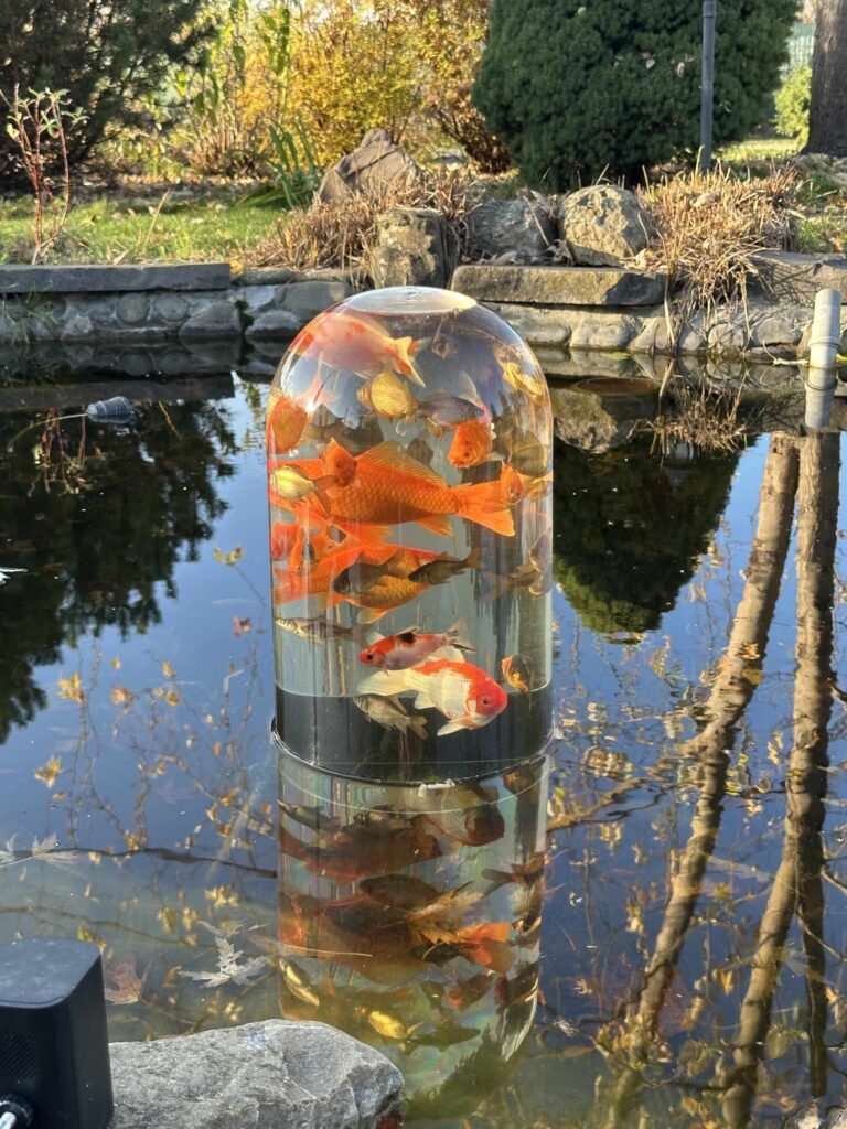 FishView pond viewing dome with koi and goldfish above the water