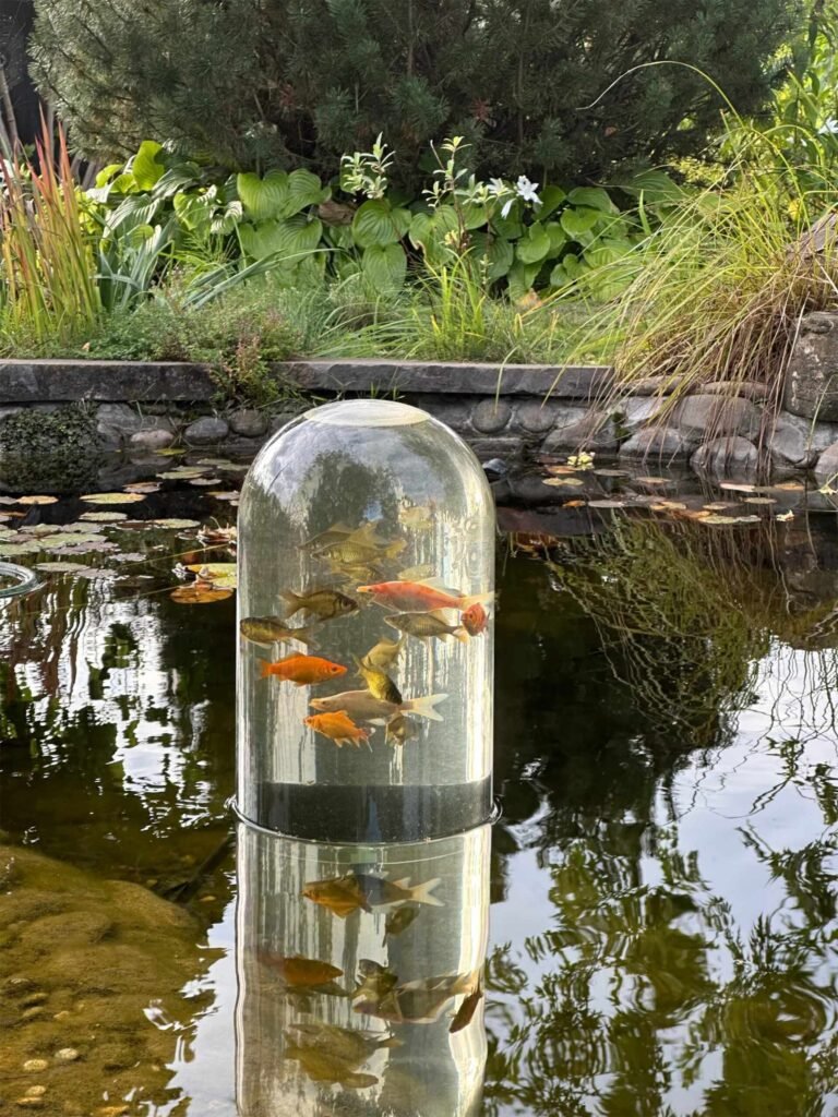 Goldfish swimming in a FishView dome standing in a garden pond