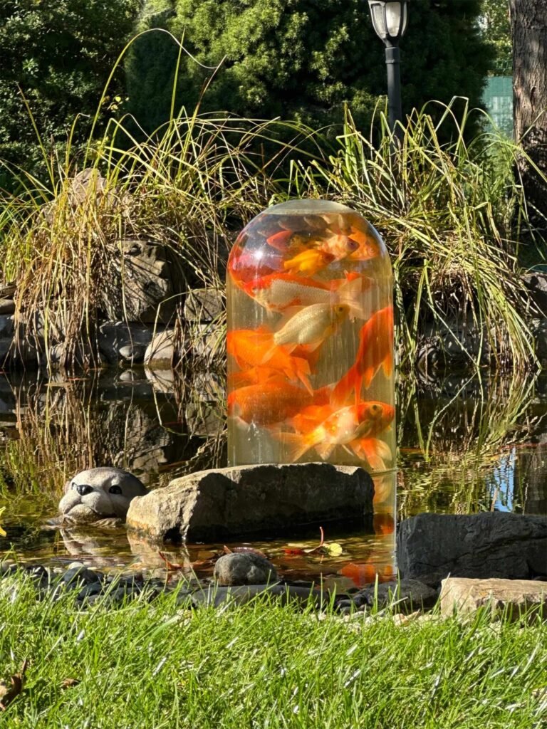 a garden pond dome full of fish
