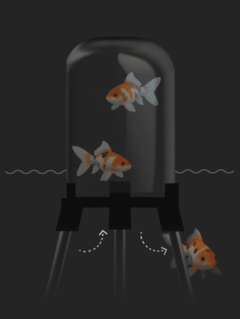 Koi and goldfish swimming in the FishView garden pond dome