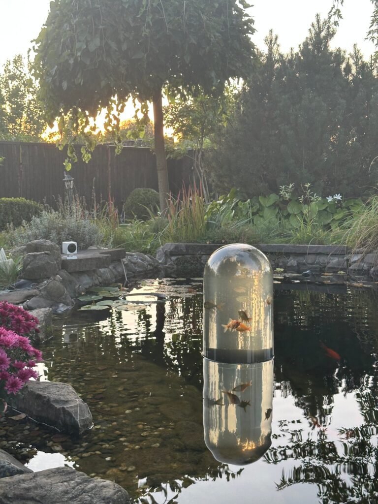 Small fish swimming in a FishView pond dome at sunset