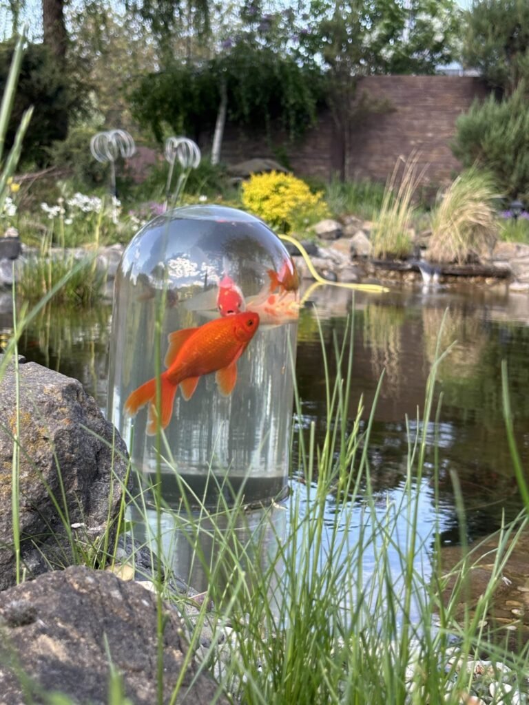 Orange goldfish swimming above the pond surface inside a FishView dome