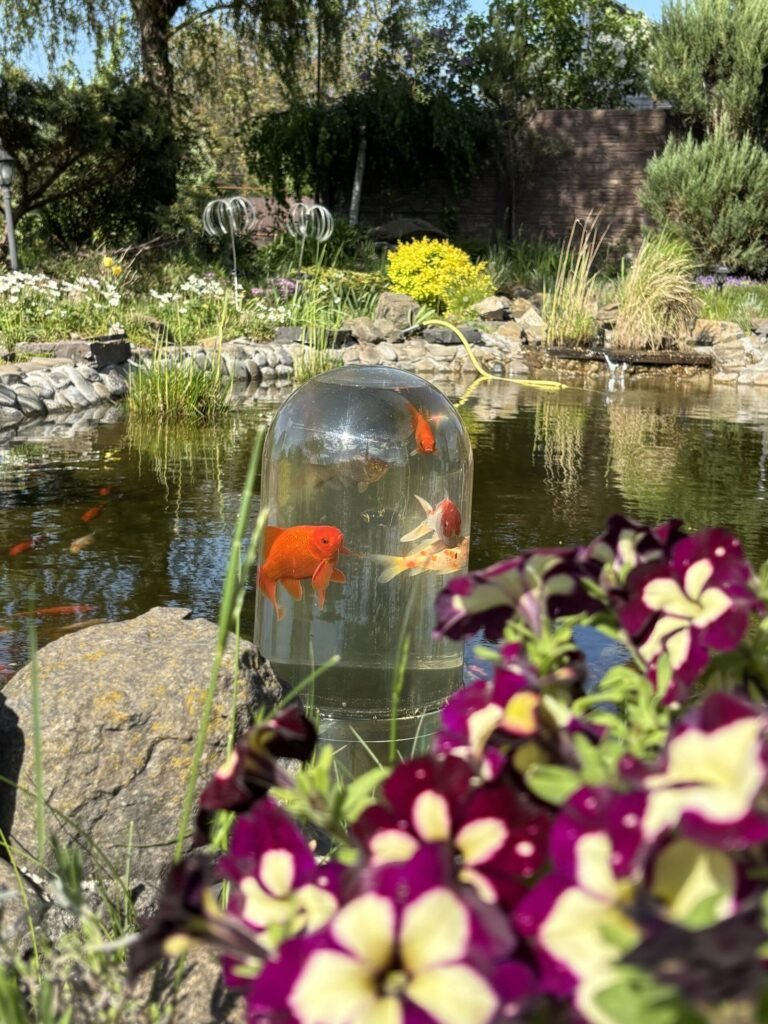 Goldfish swimming inside a FishView plexiglass dome above the water of a garden pond with flowers
