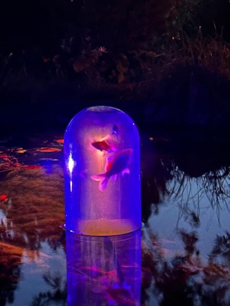 pond fish swimming at night decoration