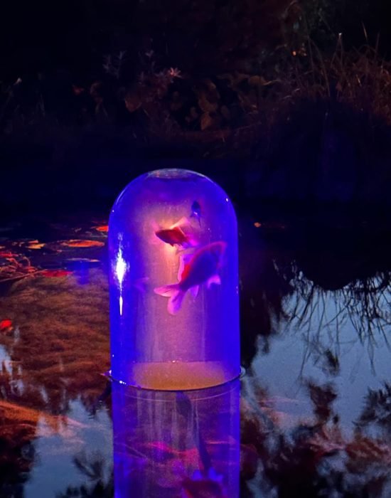 pond fish swimming at night decoration