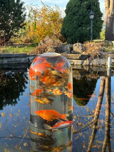 fish swimming in the pond in the glass dome
