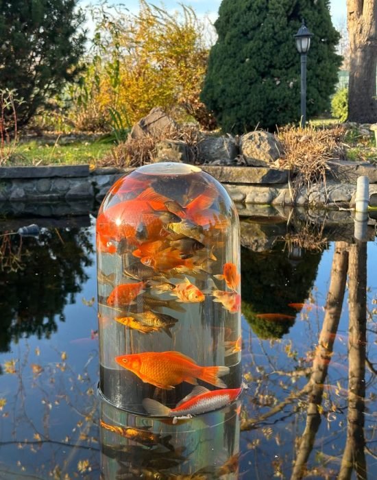 fish swimming in the pond in the glass dome