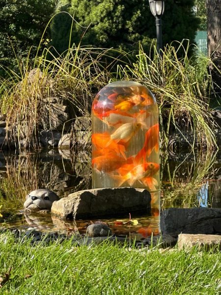 Goldfish and koi filling a FishView dome above the pond surface